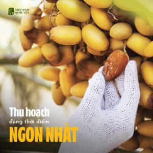 Yến Tươi Tinh Chất Chà Là - Hộp 1 - Ảnh 3